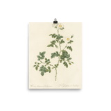 "White Flowers" Art Print - Lone Fox