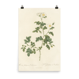 "White Flowers" Art Print - Lone Fox