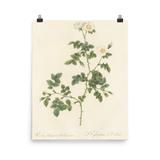 "White Flowers" Art Print - Lone Fox