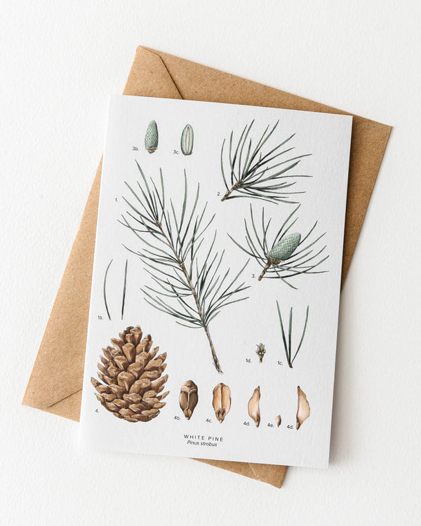 White Pine Christmas Card - Lone Fox