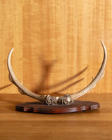 Wooden Antler Wall Mount - Lone Fox