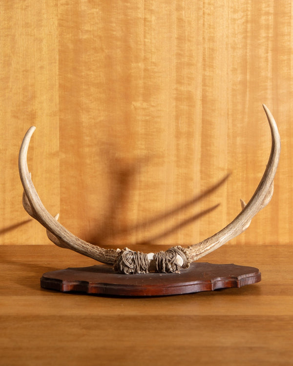 Wooden Antler Wall Mount - Lone Fox