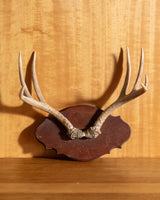 Wooden Antler Wall Mount - Lone Fox