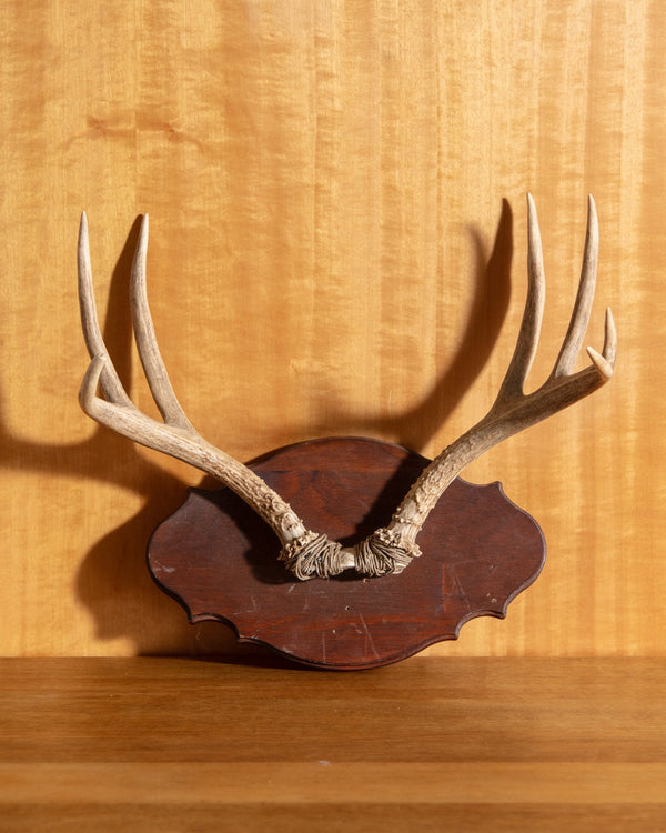 Wooden Antler Wall Mount - Lone Fox