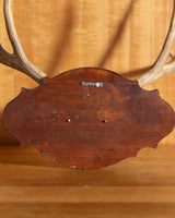 Wooden Antler Wall Mount - Lone Fox