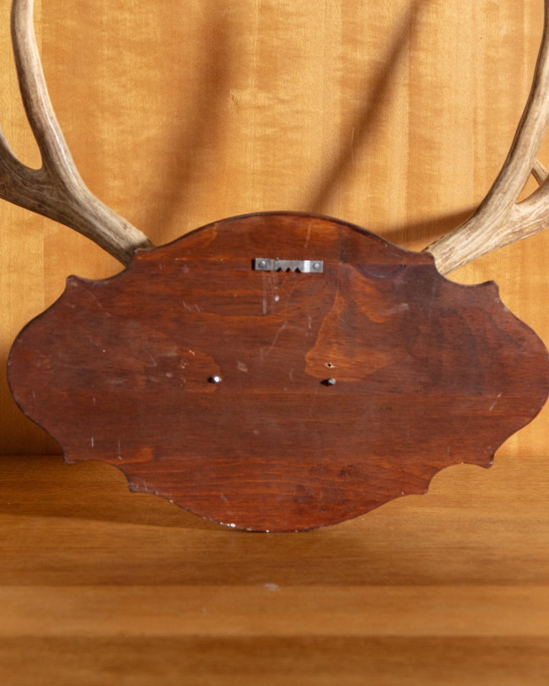 Wooden Antler Wall Mount - Lone Fox