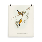 "Yellow - breasted Flycatcher" Art Print - Lone Fox