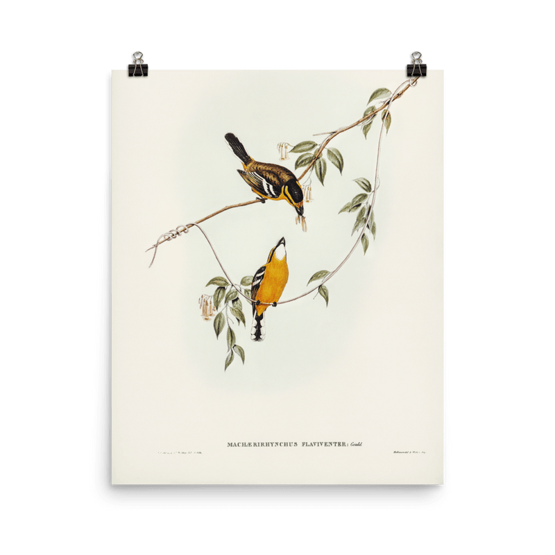 "Yellow - breasted Flycatcher" Art Print - Lone Fox