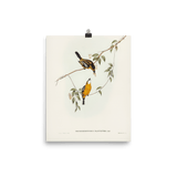 "Yellow - breasted Flycatcher" Art Print - Lone Fox