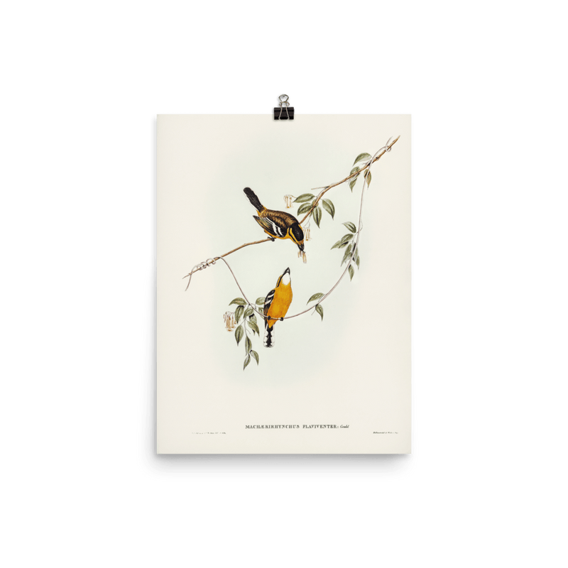 "Yellow - breasted Flycatcher" Art Print - Lone Fox