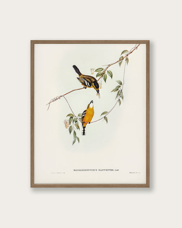 "Yellow - breasted Flycatcher" Art Print - Lone Fox