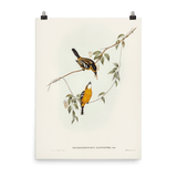 "Yellow - breasted Flycatcher" Art Print - Lone Fox