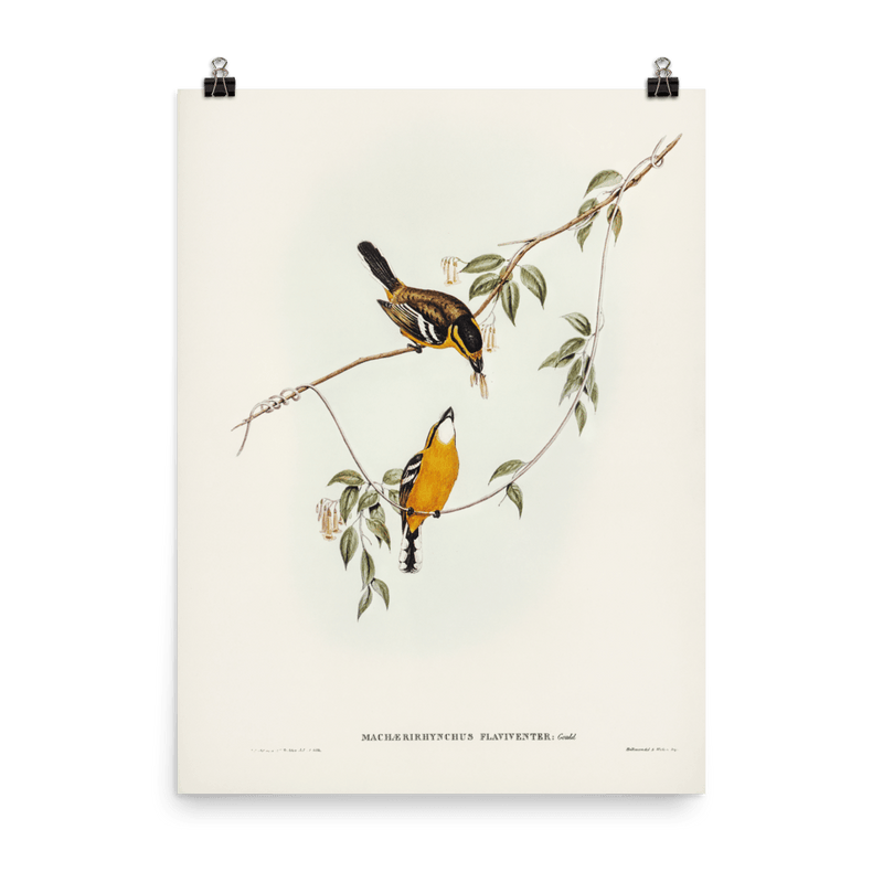 "Yellow - breasted Flycatcher" Art Print - Lone Fox