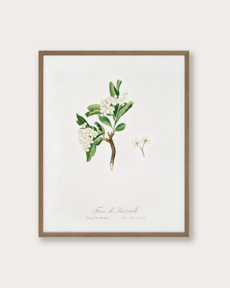 "Hawthorn flower" Art Print