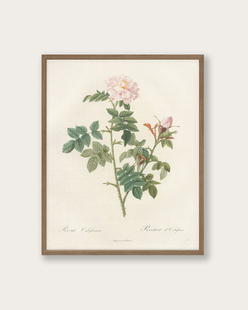 "Rose of 1817" Art Print