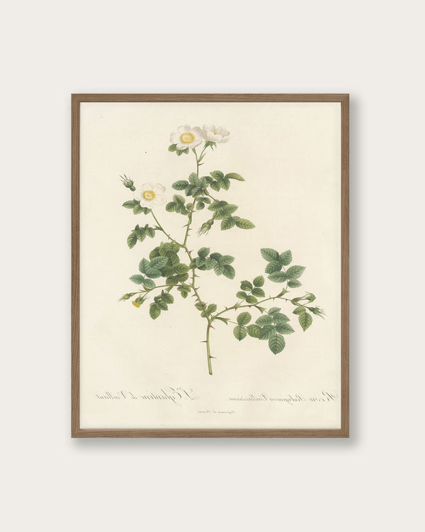 "White Flowers" Art Print