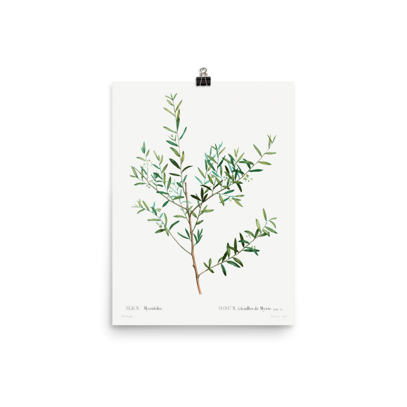 "Olive Branch" Art Print