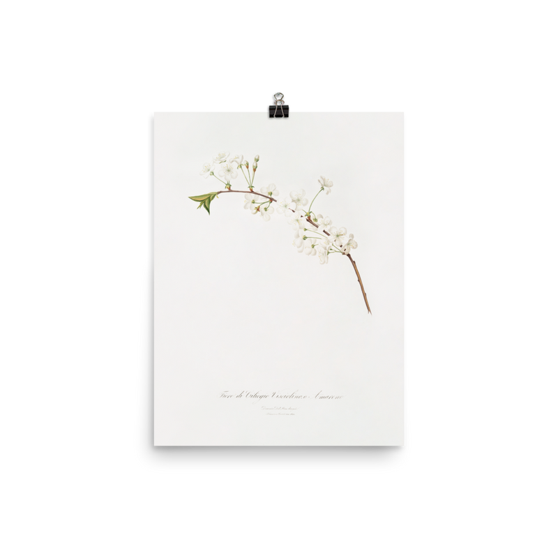 "Amarena cherry flower" Art print