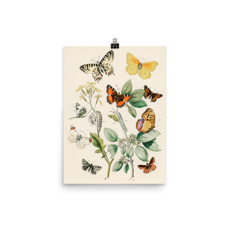"Illustrations from the book of European Butterflies and Moths" Art Print