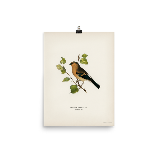 "Eurasian Bullfinch" Art Print