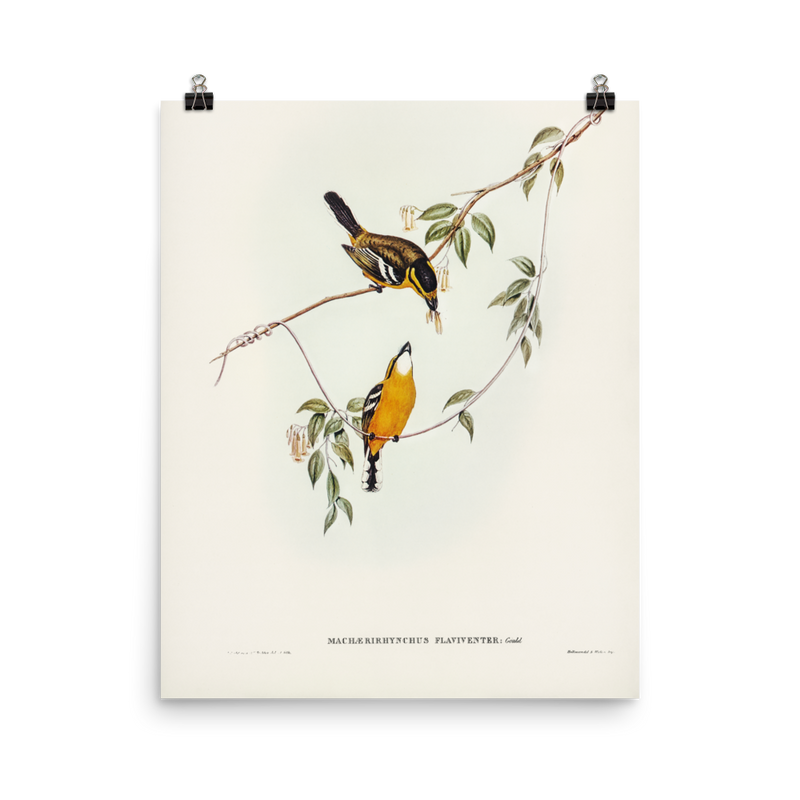 "Yellow-breasted Flycatcher" Art Print