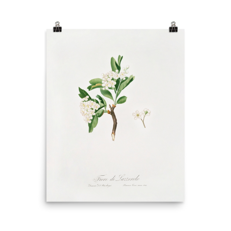 "Hawthorn flower" Art Print
