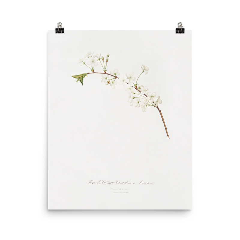 "Amarena cherry flower" Art print