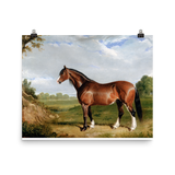 "A Clydesdale Stallion" Art Print