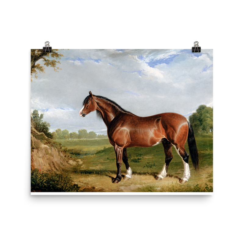 "A Clydesdale Stallion" Art Print