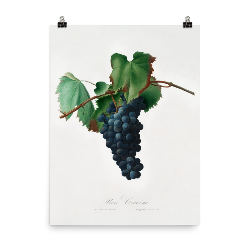 "Grape vine" Art Print