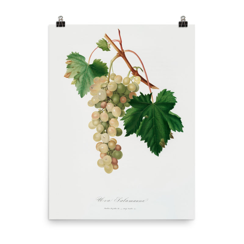 "Muscat grape" Art Print