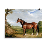 "A Clydesdale Stallion" Art Print
