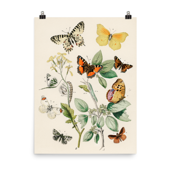 "Illustrations from the book of European Butterflies and Moths" Art Print