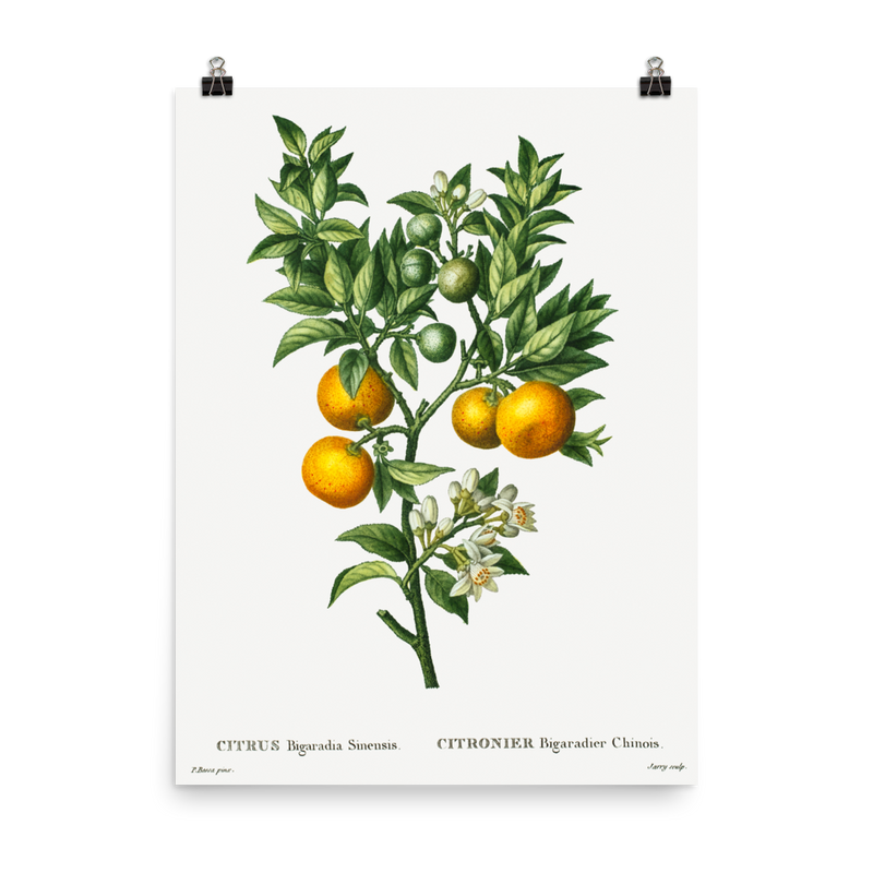 "Bitter sweet oranges on a branch " Art Print