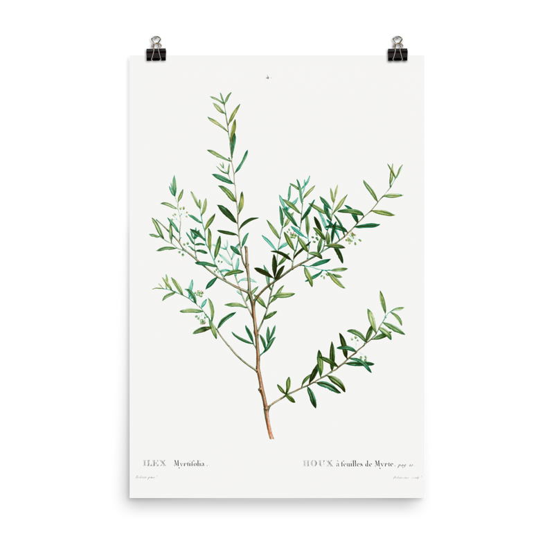"Olive Branch" Art Print