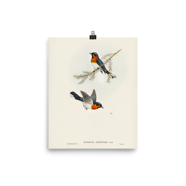 "White-bellied Flycatcher" Art Print