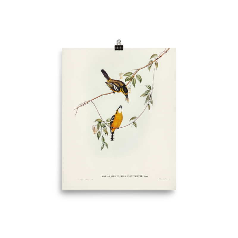 "Yellow-breasted Flycatcher" Art Print