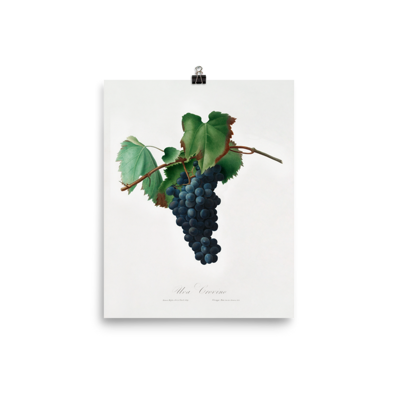"Grape vine" Art Print