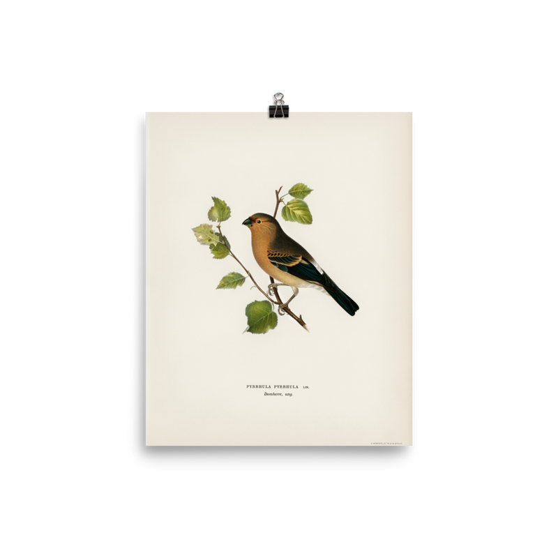 "Eurasian Bullfinch" Art Print