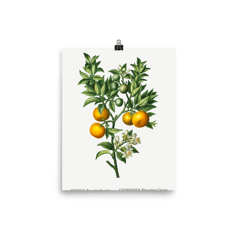 "Bitter sweet oranges on a branch " Art Print