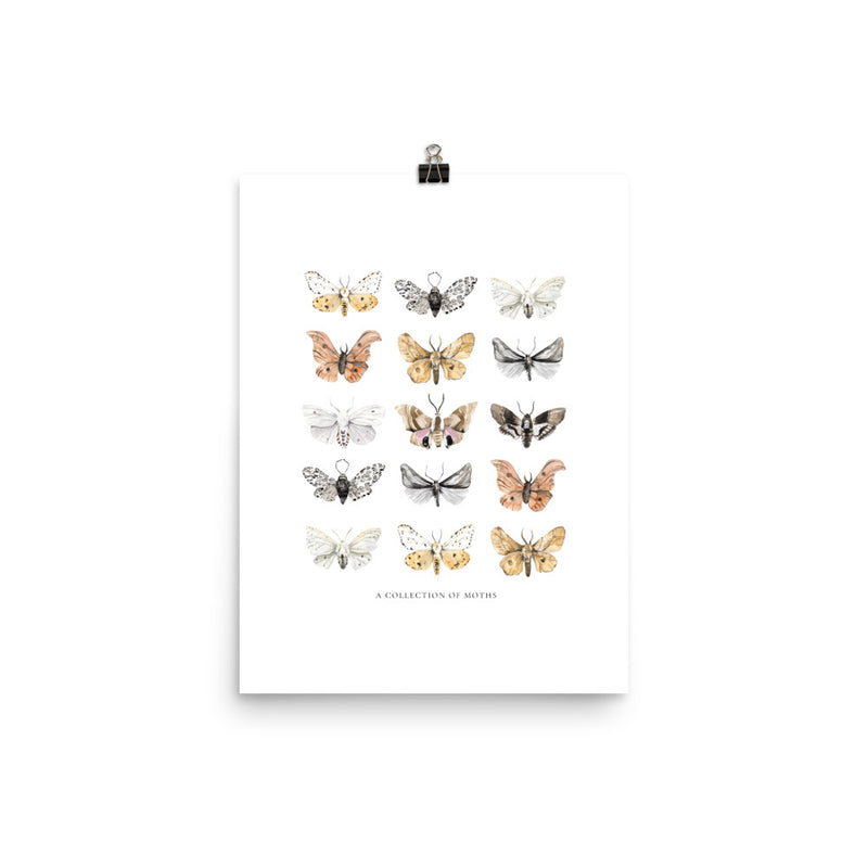 Moths Art Print