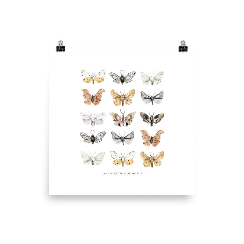 Moths Art Print